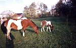 Kliknij by wejść http://images30.fotosik.pl/144/5c75061635a29d56m.jpg