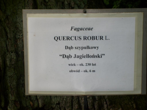 Obrazek
