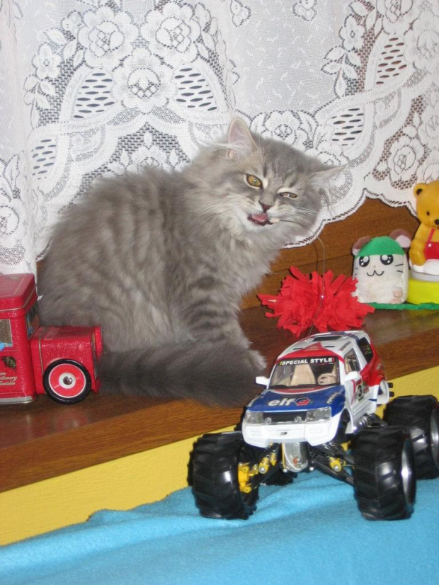 4 miesiąc
Jak to facet - z samochodami #kot #KotyBrytyjskie