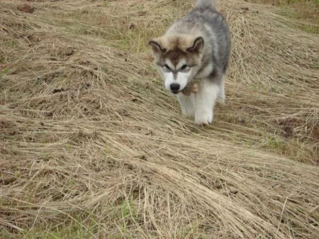 Alaskan malamute