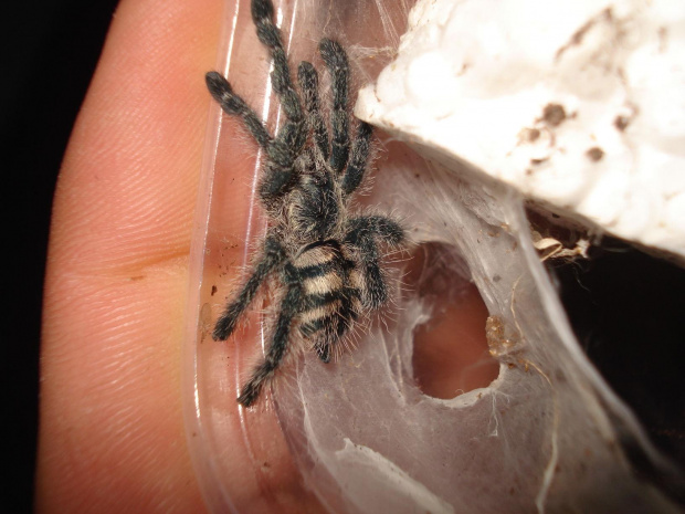 Avicularia purpurea L3/4