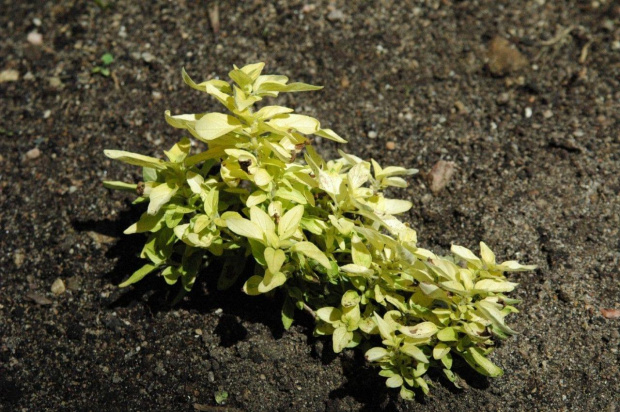 Skarpa - oregano?