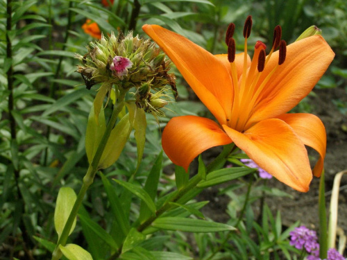 lilia #lilia #ogród #natura #przyroda #kwiaty #lilie
