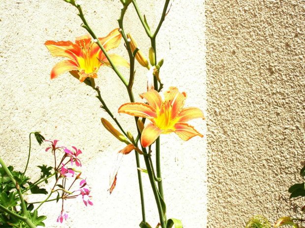 lilia #lilia #ogród #natura #przyroda #kwiaty #lilie