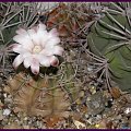 Gymnocalycium #kaktusy