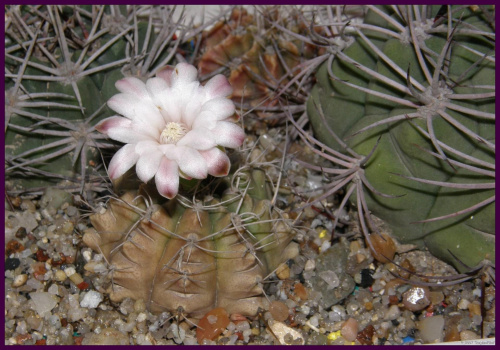 Gymnocalycium #kaktusy