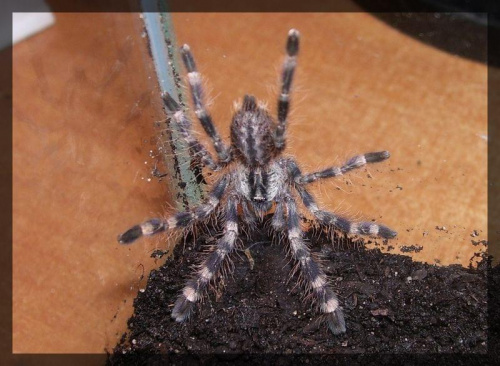 P. regalis