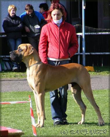 BAMBINO Giga La Gothica - Iexc, CAJC, Junior Club Champion, BIS - the Best Young Male of Slovakia Club!