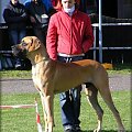 BAMBINO Giga La Gothica - Iexc, CAJC, Junior Club Champion, BIS - the Best Young Male of Slovakia Club!