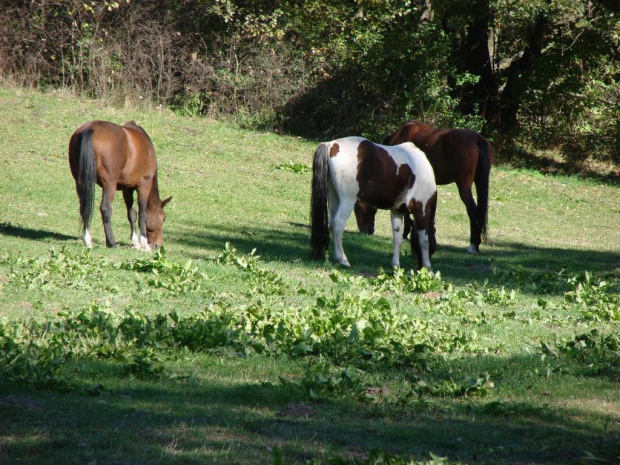 #Konie #Kębło #Wąwolnica #zieleń #natura #pies #trawa #las