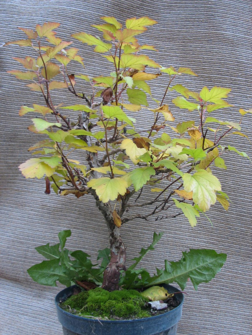 Physocarpus opulifolius Luteus