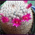 Mammillaria albilanata ssp oaxacana