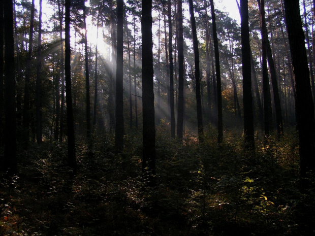 Trochę inne ujęcie #jesień #las #mgła