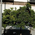 pomarancze listopad