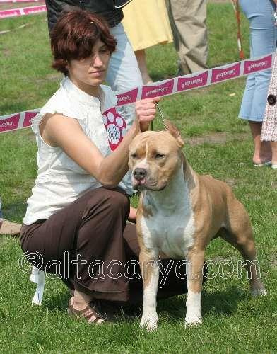 Tatuś Magnata
Ch.Pl ,Zw. GRAND PRIX TERRIERÓW 07'Alta Carya EL BOMBERO NUX