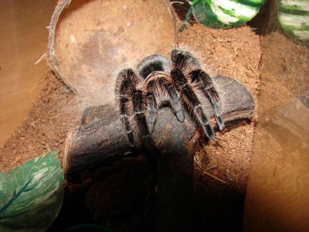 Brachypelma albopilosum - (Ptasznik kędzierzawy) #Pająki #zwierzęta #terraria