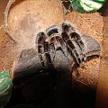 Brachypelma albopilosum - (Ptasznik kędzierzawy) #Pająki #zwierzęta #terraria