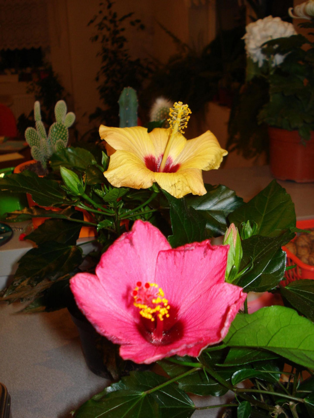 Hibiskus