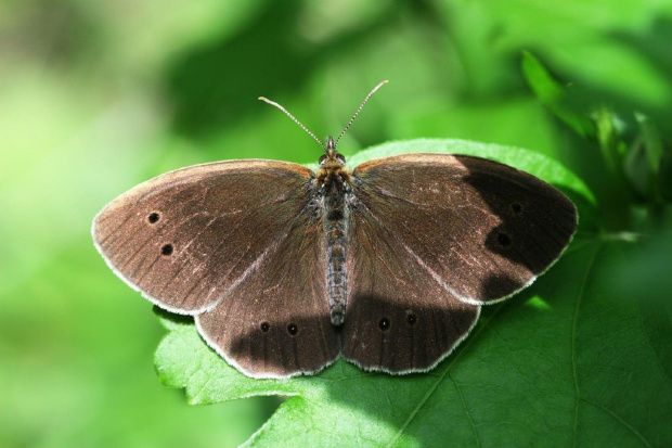 Przestrojnik trawnik (Aphantopus hyperantus) #makro