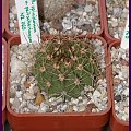 Acanthocalycium spiniflorum v. peitscherianum WR 760