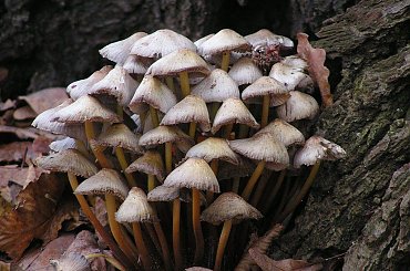 Kępka chyba opieniek ale pewny nie jestem.... #woda #ptaki #czaple #kaczki #jesień