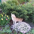 Behemot w ogrodzie #behemot #kocięta #KotyRasowe #KotyMaineCoon