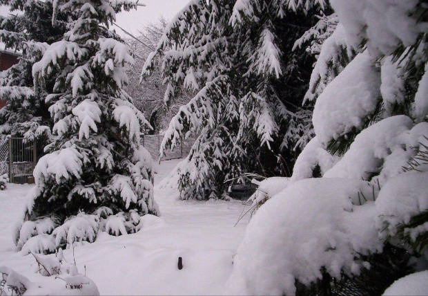 Drugi dzień zimy 2007 w moim ogrodzie