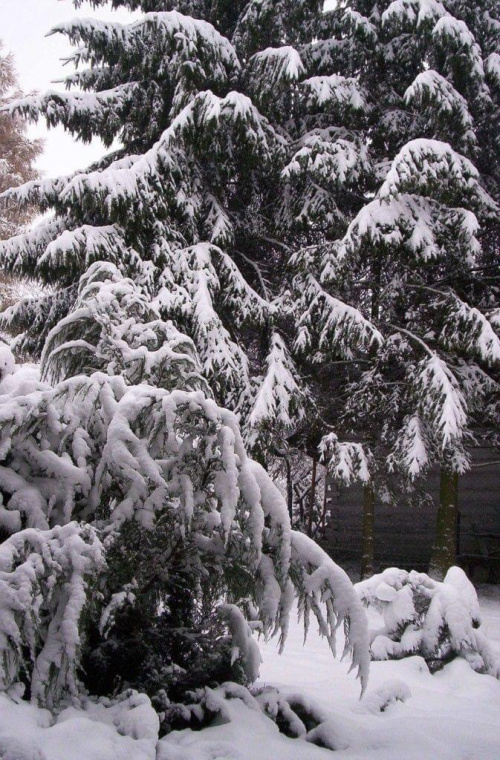 Drugi dzień zimy 2007 w moim ogrodzie