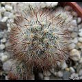 Mammillaria