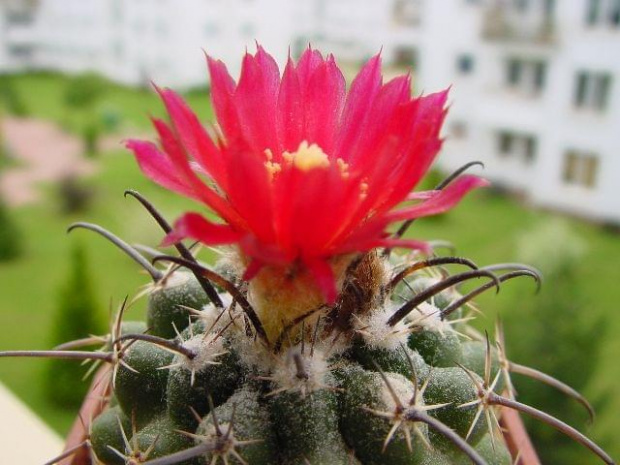 Parodia subteranea