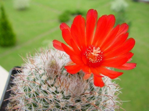 Parodia sanguiniflora