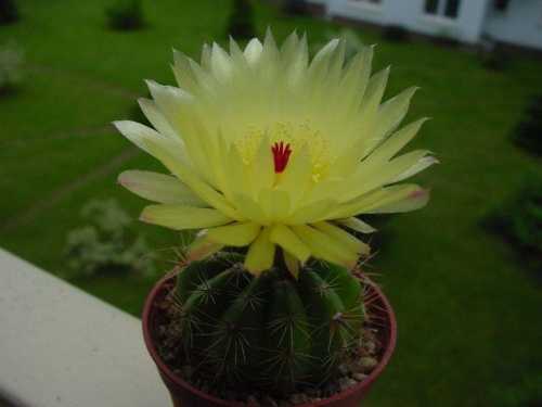 Notocactus ottonis