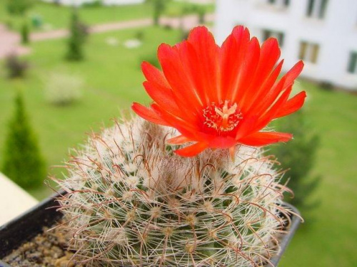 Parodia sanguiniflora