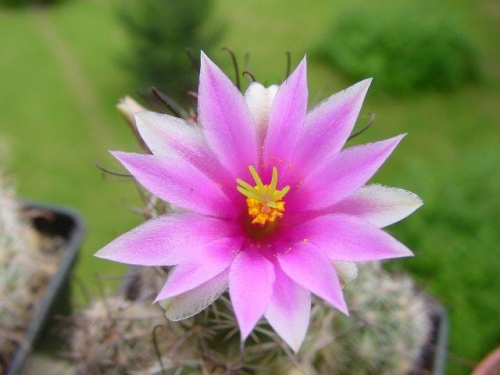 Mammillaria occidentalis