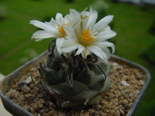 Turbinicarpus schwarzii