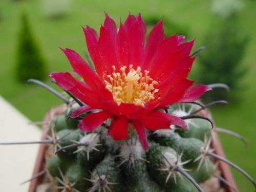 Parodia subteranea