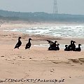 Ptaki #kaczki #KrynicaMorska #mewy #plaża #Ptaki #morze #urlop