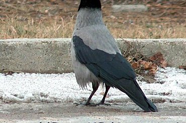 Ptaki #kaczki #KrynicaMorska #mewy #plaża #Ptaki #morze #urlop #wrona