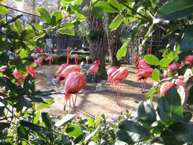#Ptaki #Flamingi #Zoo