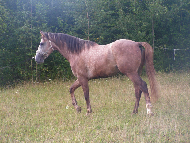 Cezar-młody ogier holsztyński;)