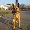 NERO to 6-letni pies do oddania w dobre ręce. Jest mixem owczarka niemieckiego. Jest dużym, spokojnym i zrównoważonym psem, waży ok 42 kg.