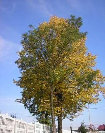 wspomnienie z lata 2007r.