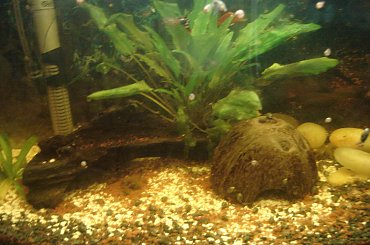 #roślinki #ryby #kamyczki #żwirek #korzeń #filtr #grzałak #napowietrzacz #tapeta #itp