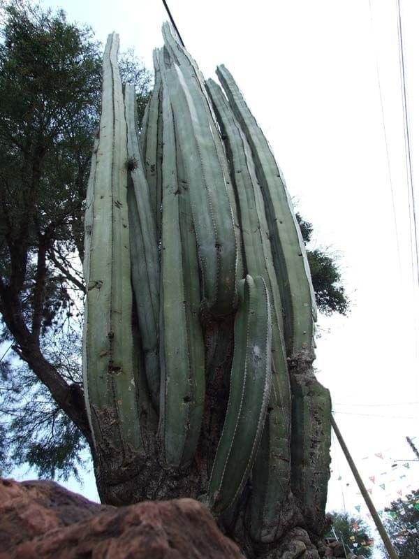 San Miguel de Allende (Guanajuato, México)