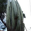 San Miguel de Allende (Guanajuato, México)