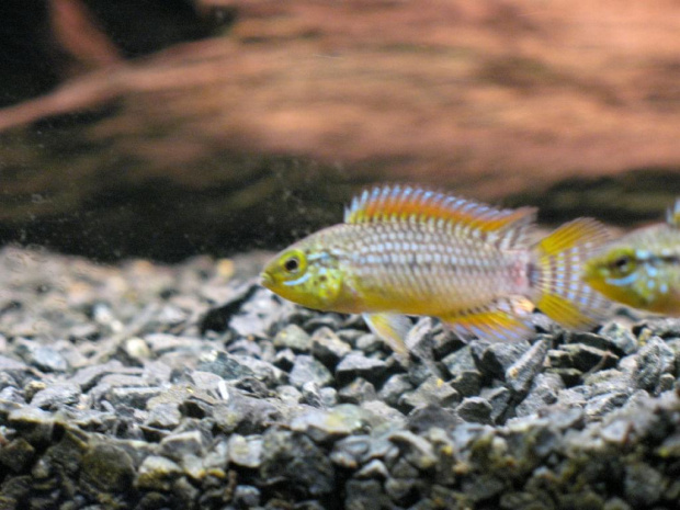 Apistogramma sp. Vielfleck 6