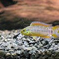 Apistogramma sp. Vielfleck 6