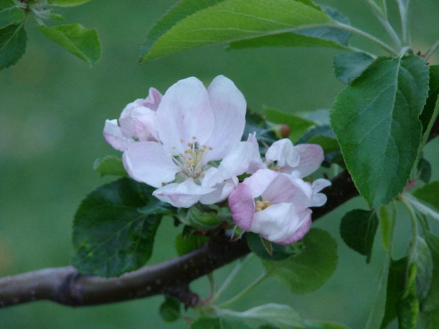 Wiosna #widoki #wiosna #natura