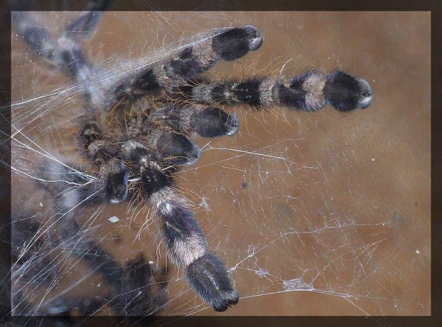 P. regalis l4