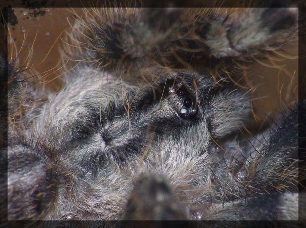 P. regalis l4